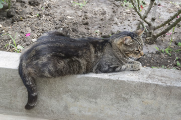 The gray cat lies on the curb near the rose bushes. Side view