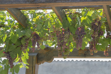 Red grapes grow on a wooden pergola