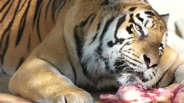 tiger and meat, slow motion