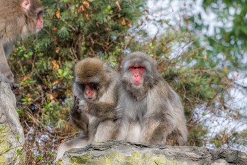 Macaque japonais toilettage et épouillage