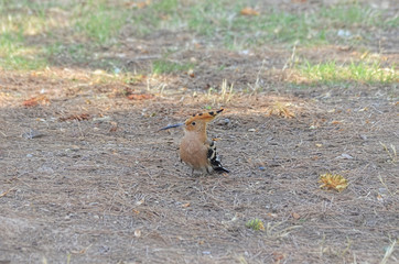 Upupa epops. Hoopoe. Bird with a long down-curved bill, a large erectile crest, and black and white wings and tail. Ground of Mediterranean forest. Soft focus.