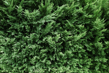 Beautiful evergreen conifer bushes as background, closeup