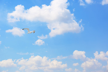 Fototapeta na wymiar Beautiful bird flying in blue cloudy sky