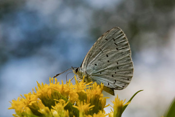 Holly Blue Butterfly - butterfly on flower - Golden Rod, Solidago 