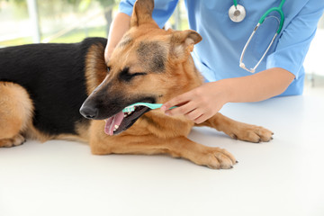 Doctor cleaning dog's teeth with toothbrush indoors. Pet care