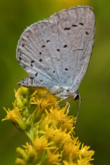 Holly Blue Butterfly  - butterfly on flower - Golden Rod, Solidago