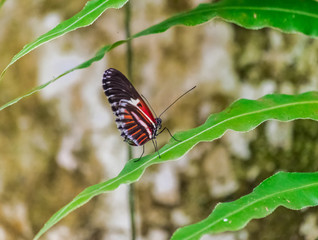 Heliconius melpomene resting on a green leaf with jungle vegetation background