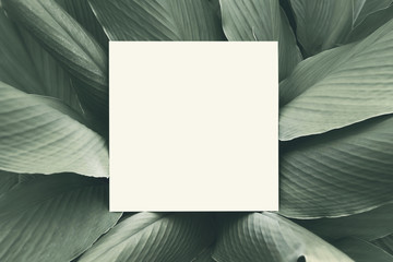 Paper mock up white card on a green Galingale leaves. Creative layout with nature concept.