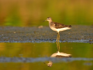 The wood sandpiper (Tringa glareola) hunting for worms