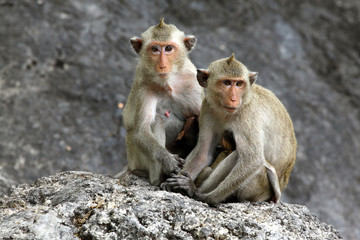 monkeys cute	