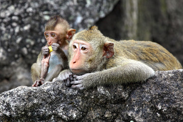 Monkeys cute.	