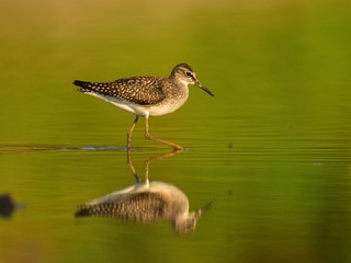 The wood sandpiper (Tringa glareola) hunting for worms