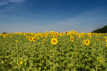 Field of sunflowers on a hot summer day