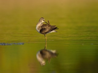 The wood sandpiper (Tringa glareola) hunting for worms