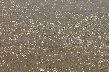 Strand und Muscheln