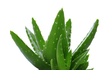 Fototapeta na wymiar Aloe vera with lush foliage on white background