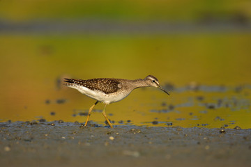 The wood sandpiper (Tringa glareola) hunting for worms