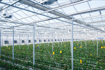 large industrial greenhouse with Dutch roses, the overall plan