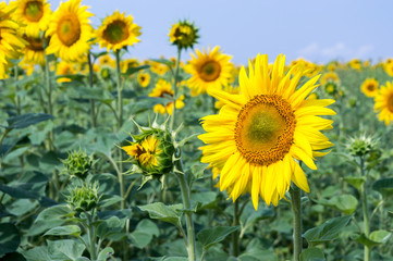 Sunflowers close-up on a hot summer day