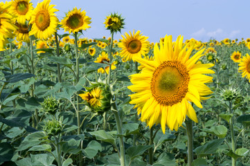 Sunflowers close-up on a hot summer day