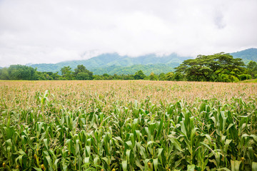 Fototapeta na wymiar Corn field with mountain on background. corn agriculture. cereal factory process. pre-harvest. Corn farm. 