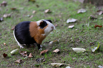 Full body of black-white-brown domestic guinea pig (Cavia porcellus) cavy