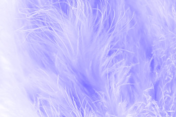Obraz premium Macro shot of purple bird fluffy feathers in soft and blur style