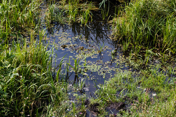 The quagmire near the swamp near the river