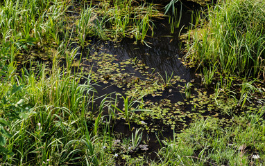 The quagmire near the swamp near the river