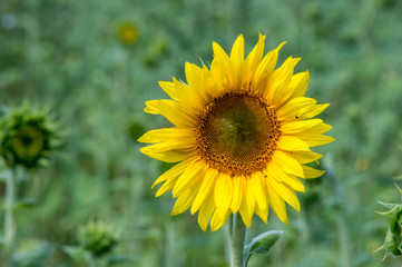 Fototapeta premium Sunflowers close-up on a hot summer day