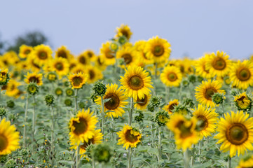 Obraz premium Sunflowers close-up on a hot summer day
