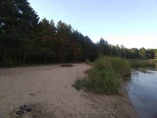 Sandy Beach Next To Woods