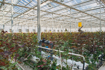 large industrial greenhouse with Dutch roses, the overall plan