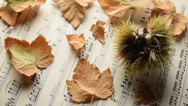 Silvana Comugnero Oto&ntilde;o Autumn Autunno Automne Outono Herbst video concert &Phi;&theta;&iota;&nu;ό&pi;&omega;&rho;&omicron; movie concerto Jesen 