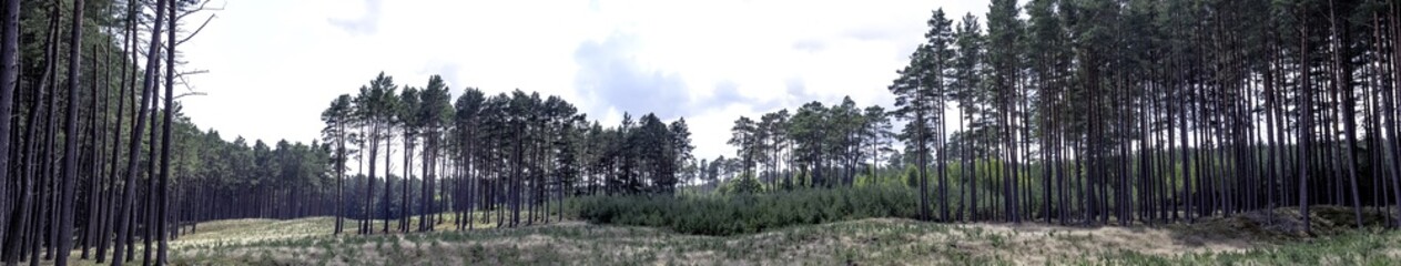 Obraz premium Polish wild forest - panorama of Slowinski National Park, Poland