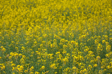 Obraz premium Fields of yellow mustard.