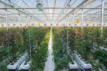 large industrial greenhouse with Dutch roses, the overall plan