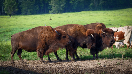 Buffalo in pasture