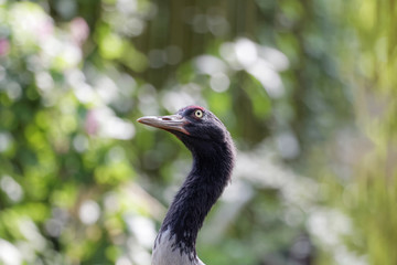 Grue à cou noir en gros plan