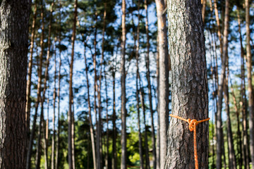 Węzeł na drzewie © andsko