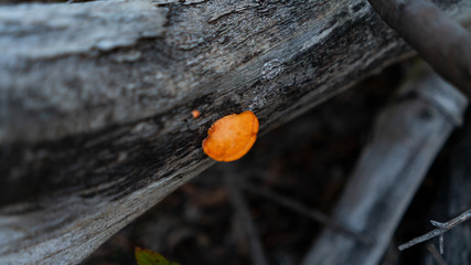 Forest Fungus
