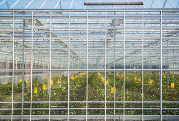 large misted glass wall of the greenhouse with flowers