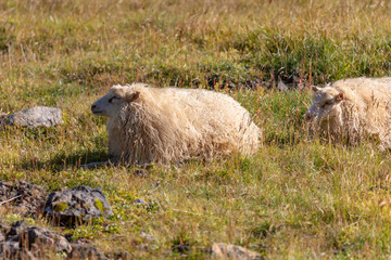 Icelandic Sheep