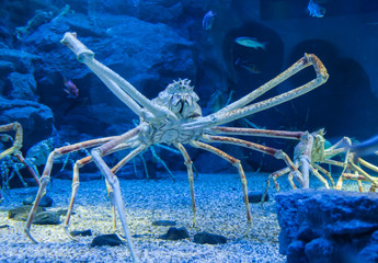 Japanese giant crab (macrocheira kaempferi) in aquarium