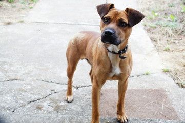 Obraz premium Beautiful crossbreed dog