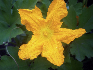 Pumpkin flower in dew