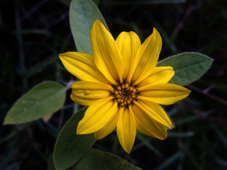 Flowering sunflower in a pretty little flower