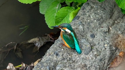 Beautiful blue Kingfisher bird in Sochi