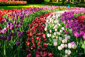 fresh spring lawn with rows of blooming tulips flowers