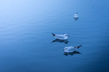 seagull floating on water